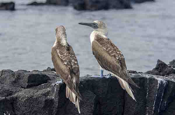 Piquero de Patas Azules - isla Isabela - islas Galápagos - Ecuador 3.jpg